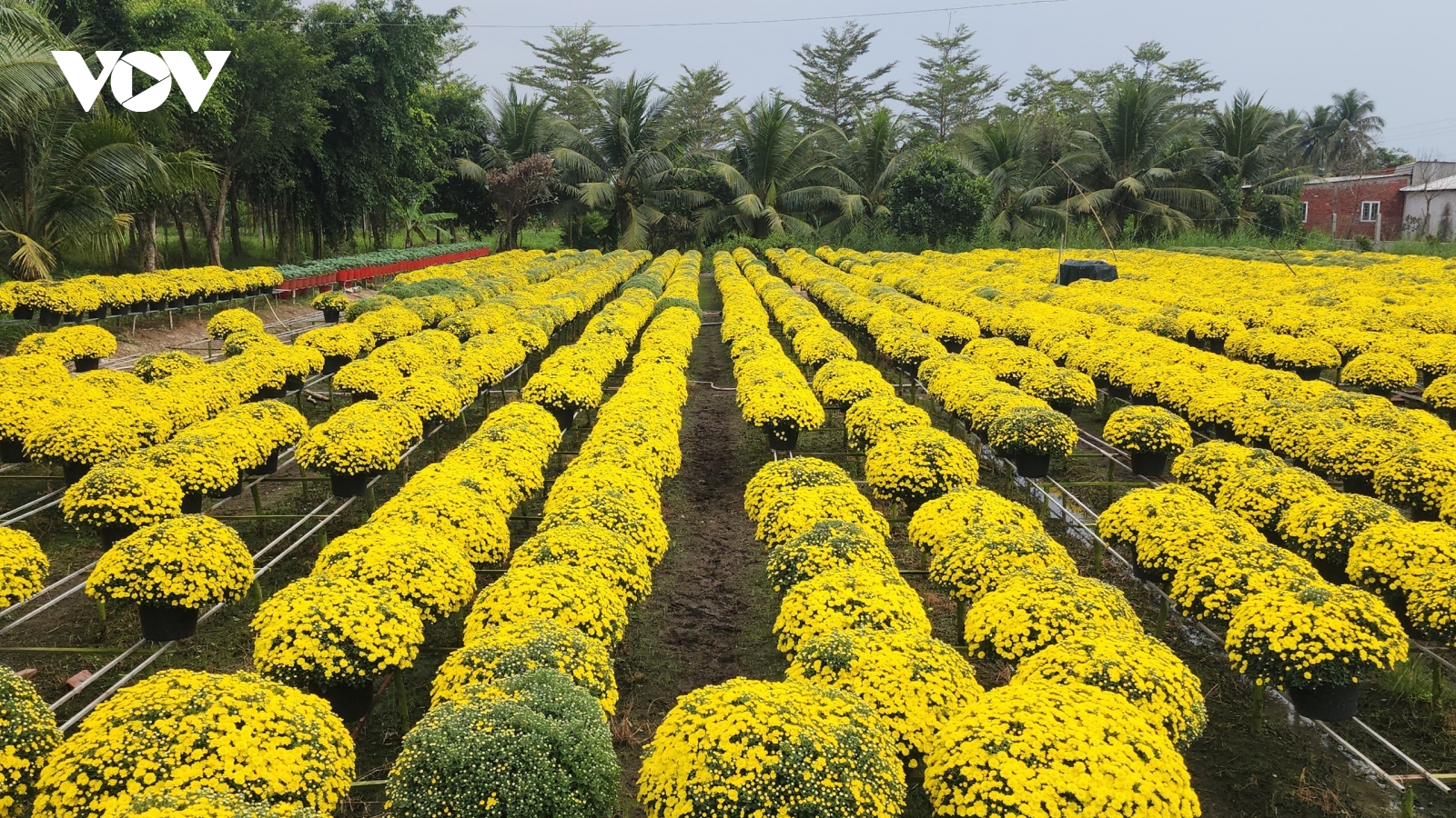 Vĩnh Long, Đồng Tháp tổ chức “phiên chợ” livestream giúp nhà nông bán hoa nở sớm